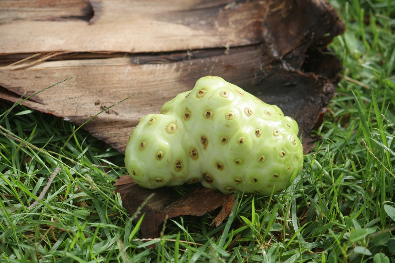 Owoc tropikalny – noni