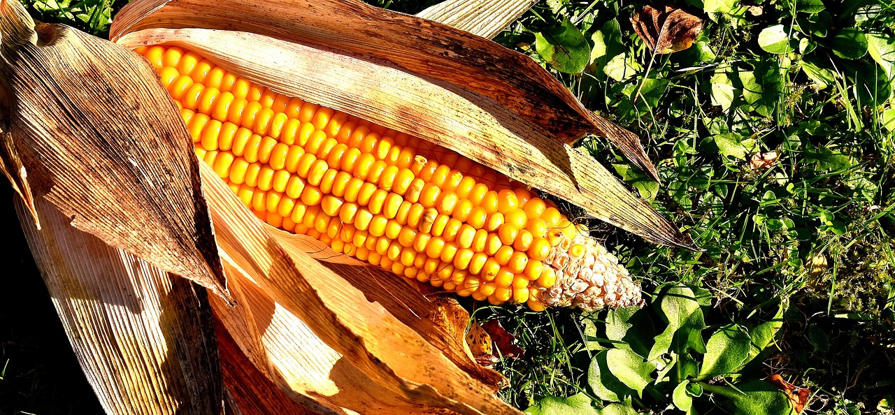 Jaką wartość jako pasza ma kiszona kukurydza?